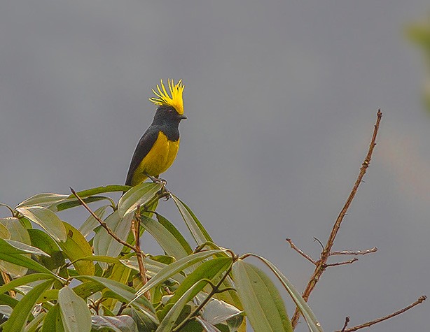 sýkora nádherná - ML646693468