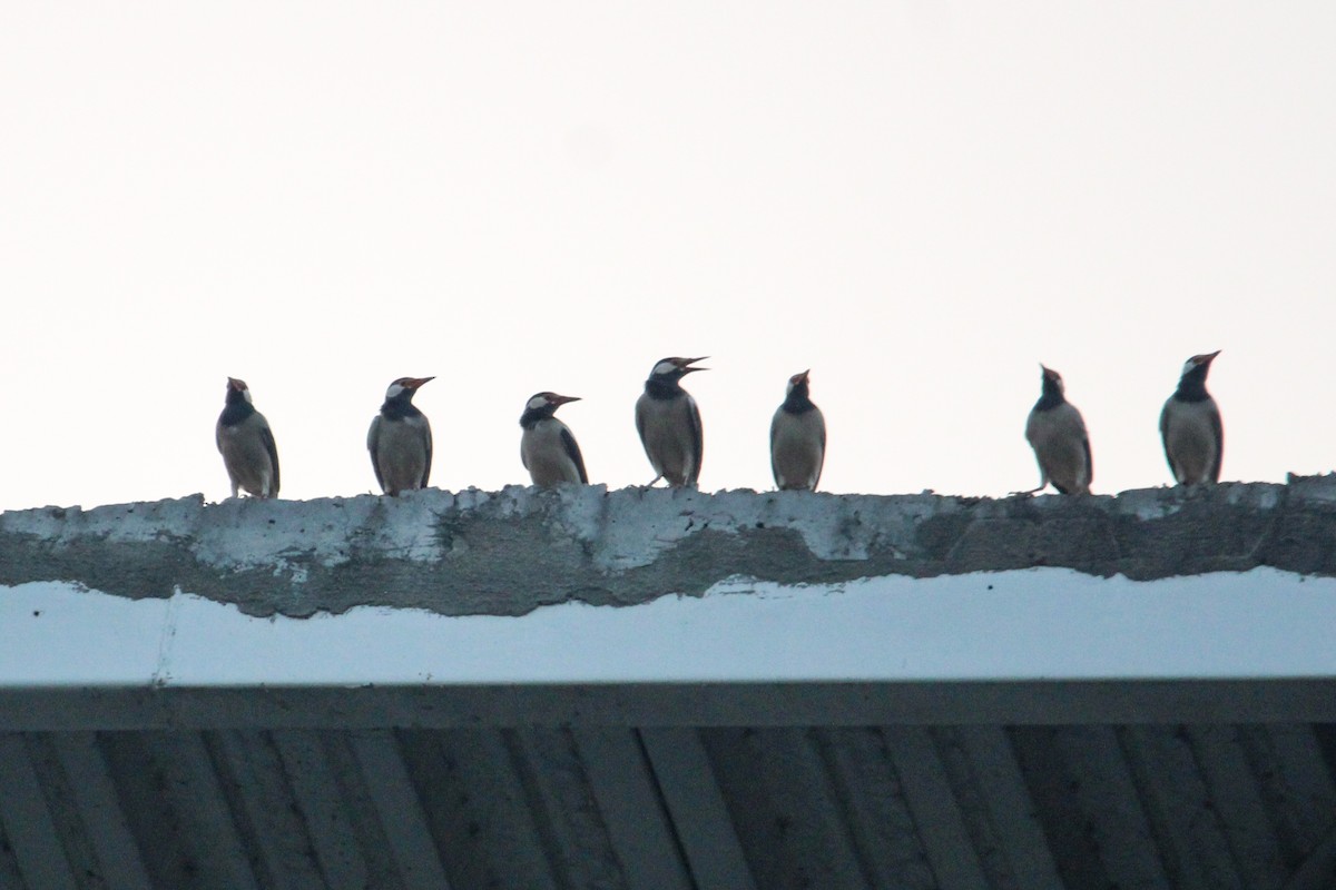Indian Pied Starling - ML646693469