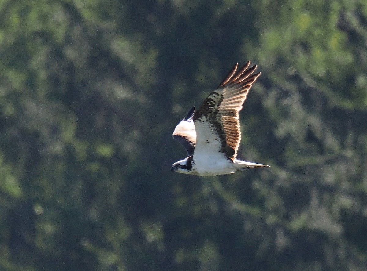 Osprey - ML646693470