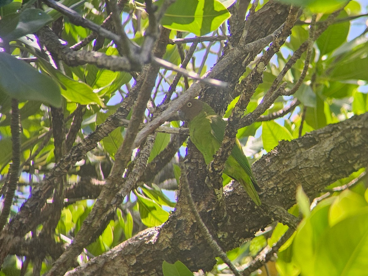 Краснощёкий жоффруа - ML646693471