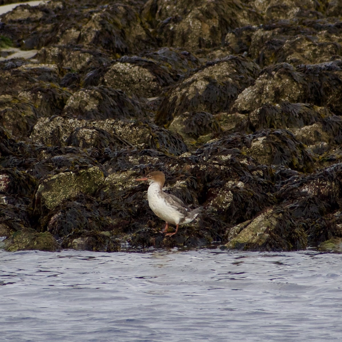 morčák prostřední - ML646693472