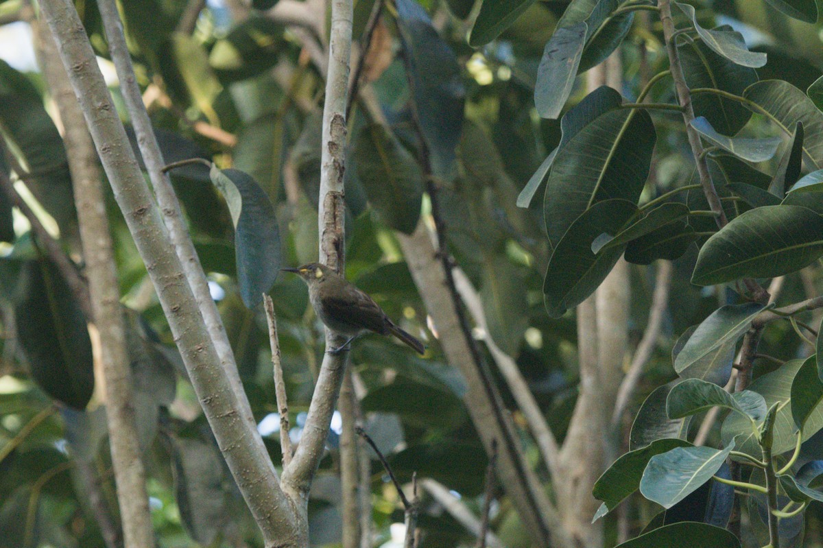 Cryptic Honeyeater - ML646693473
