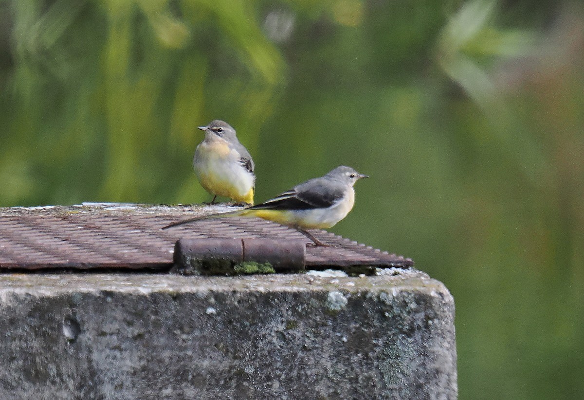 Gray Wagtail - ML646693476