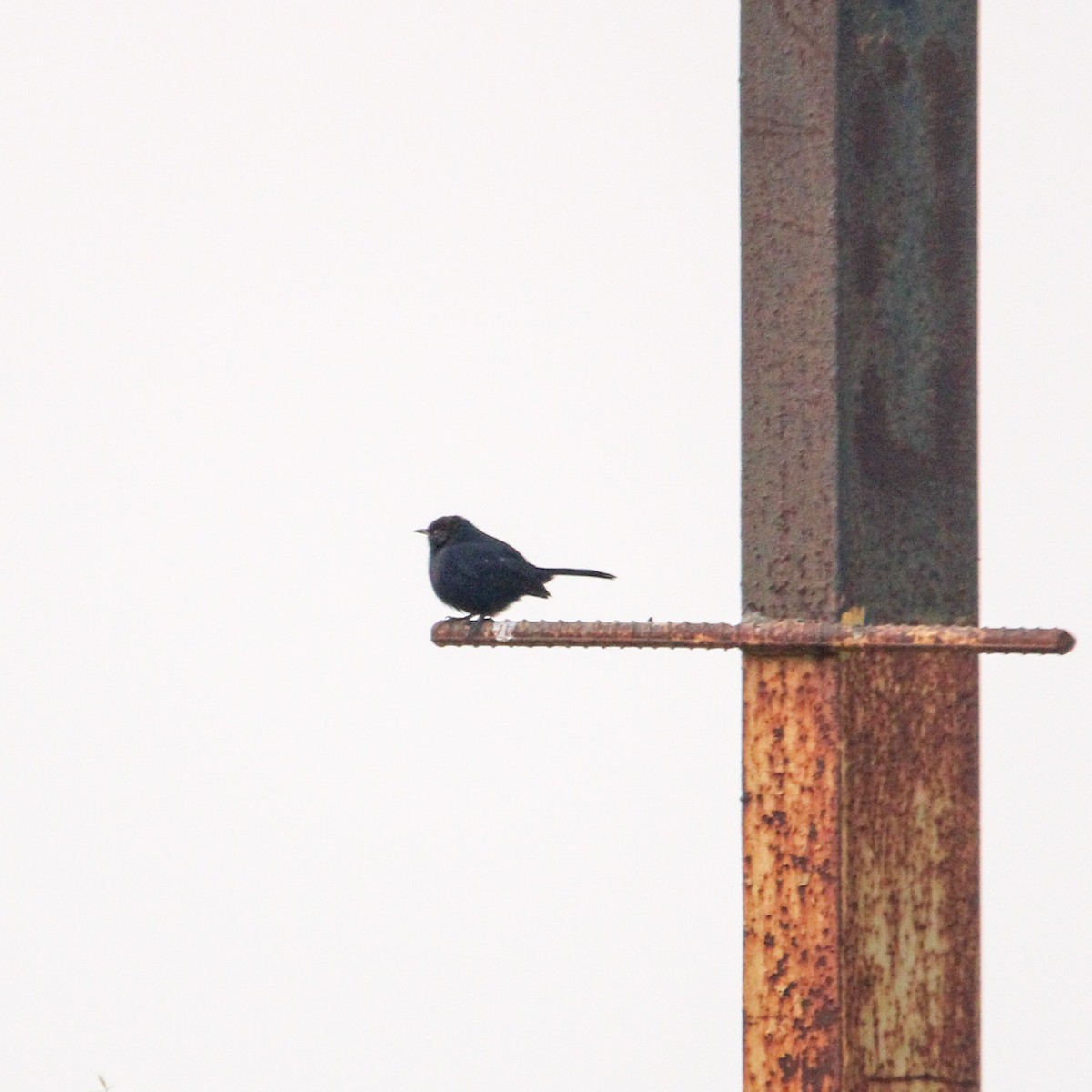 インドヒタキ - ML646693477