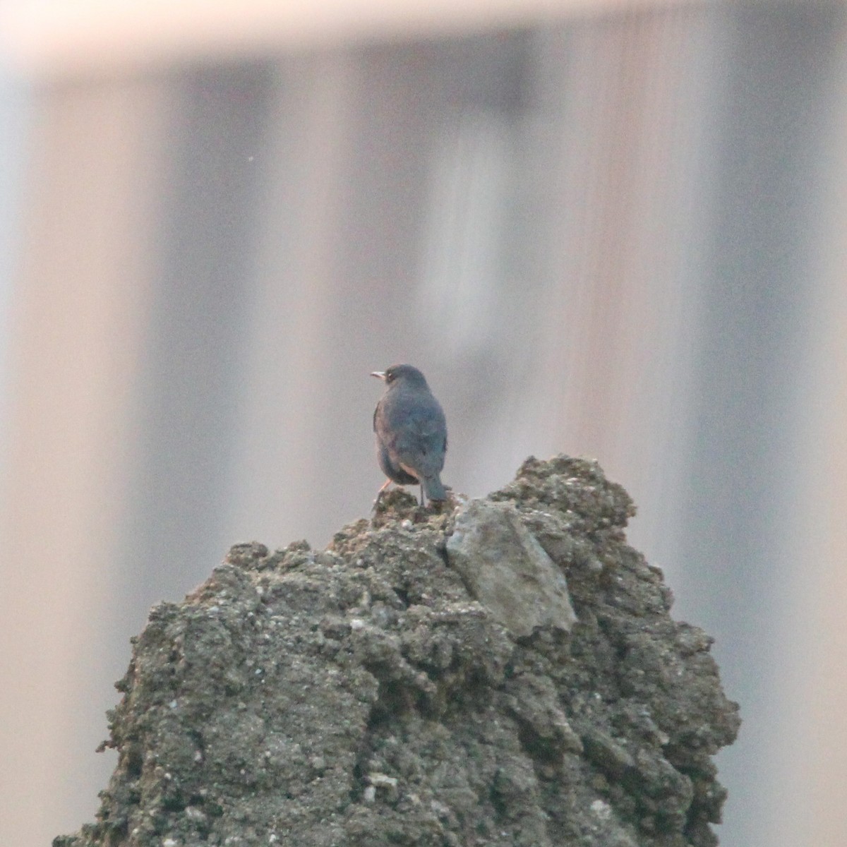 イソヒヨドリ - ML646693482