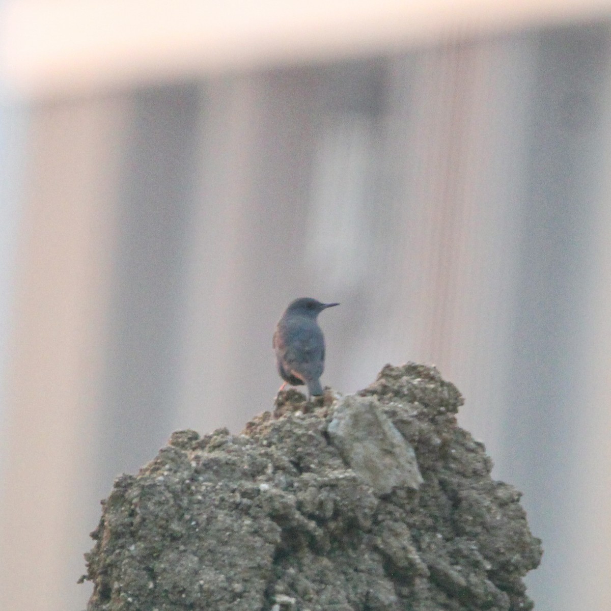 イソヒヨドリ - ML646693483