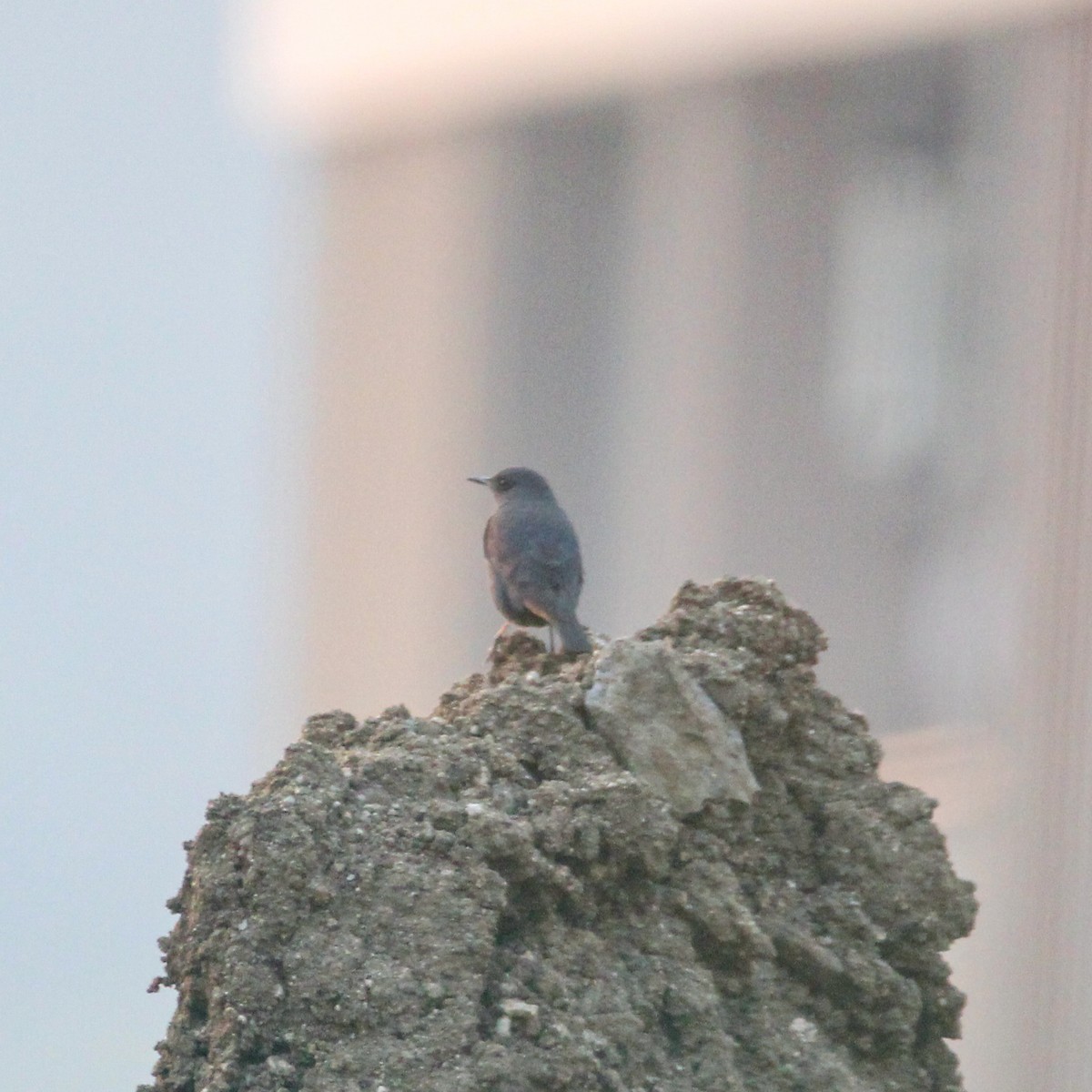 イソヒヨドリ - ML646693484