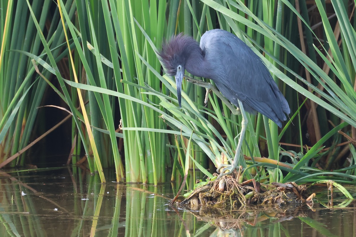 ヒメアカクロサギ - ML646693486