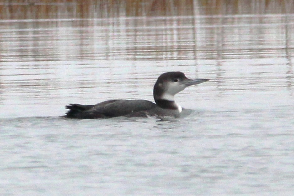 צוללן צפוני - ML646693489