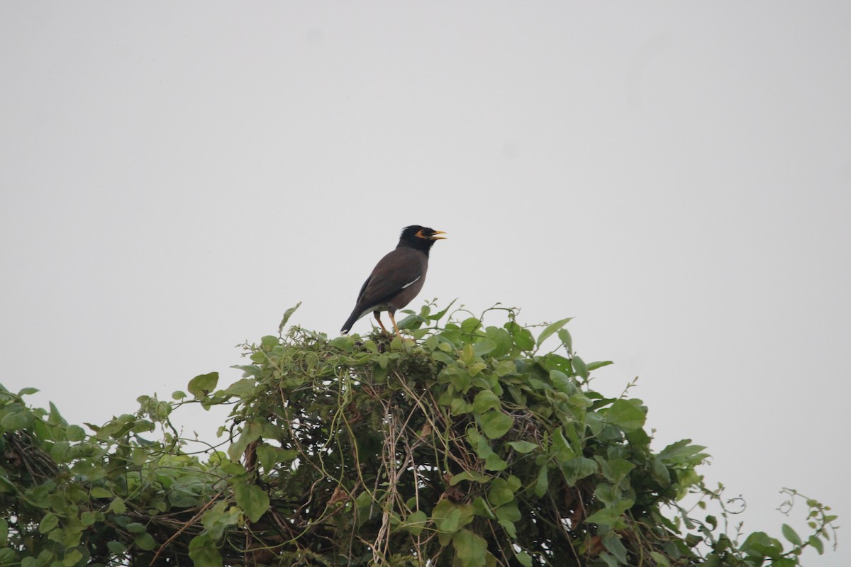 インドハッカ - ML646693490