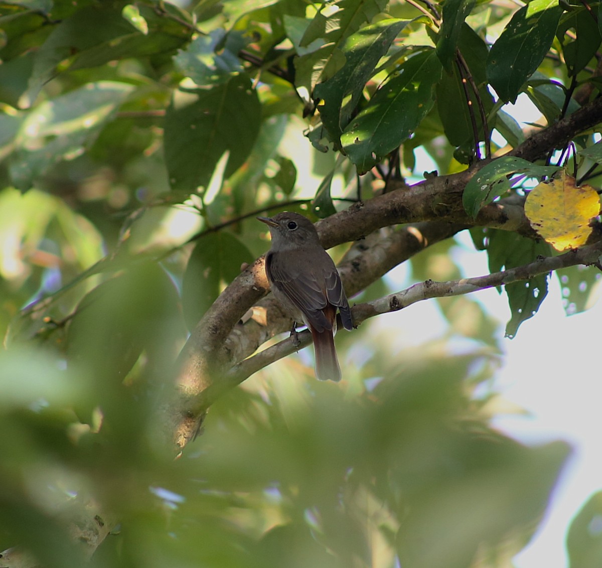 Rusty-tailed Flycatcher - ML646693491