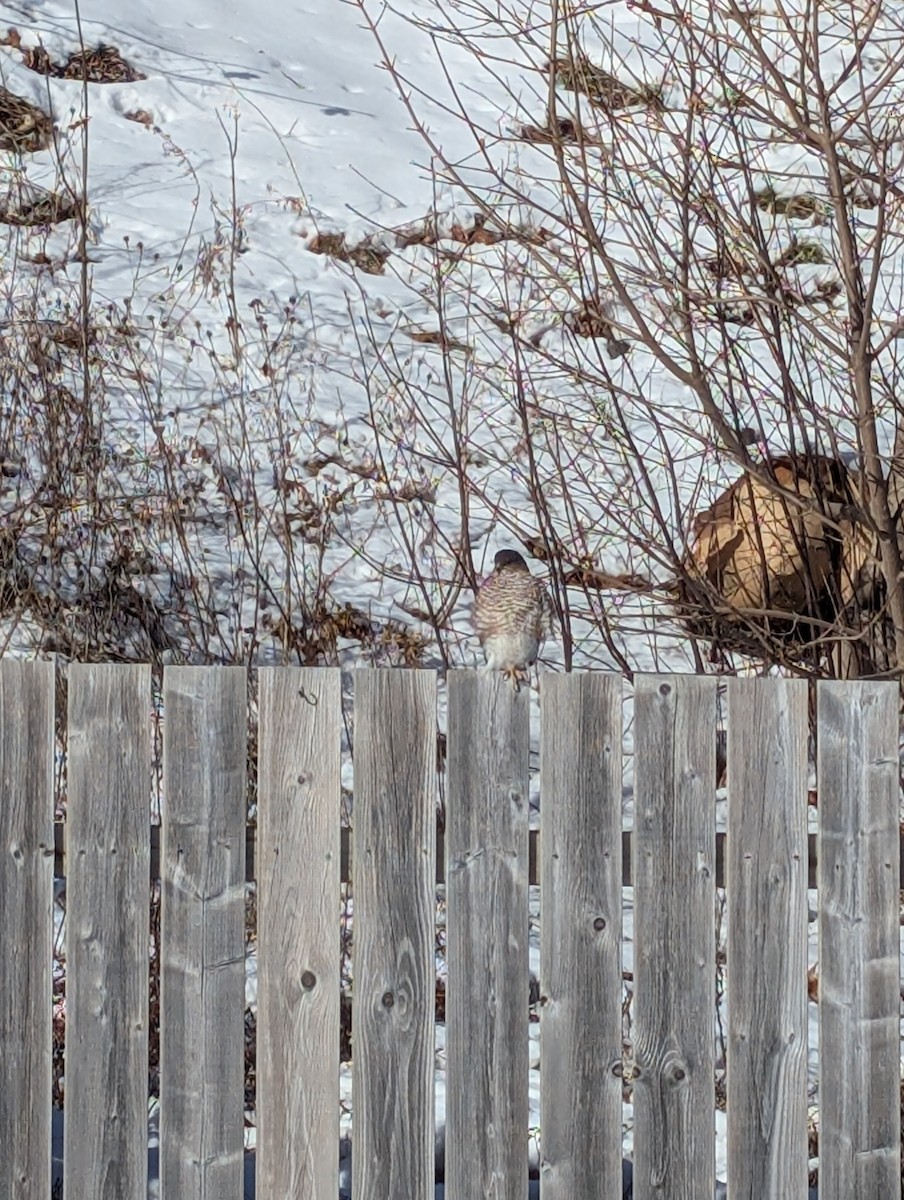 Sharp-shinned Hawk - ML646693498