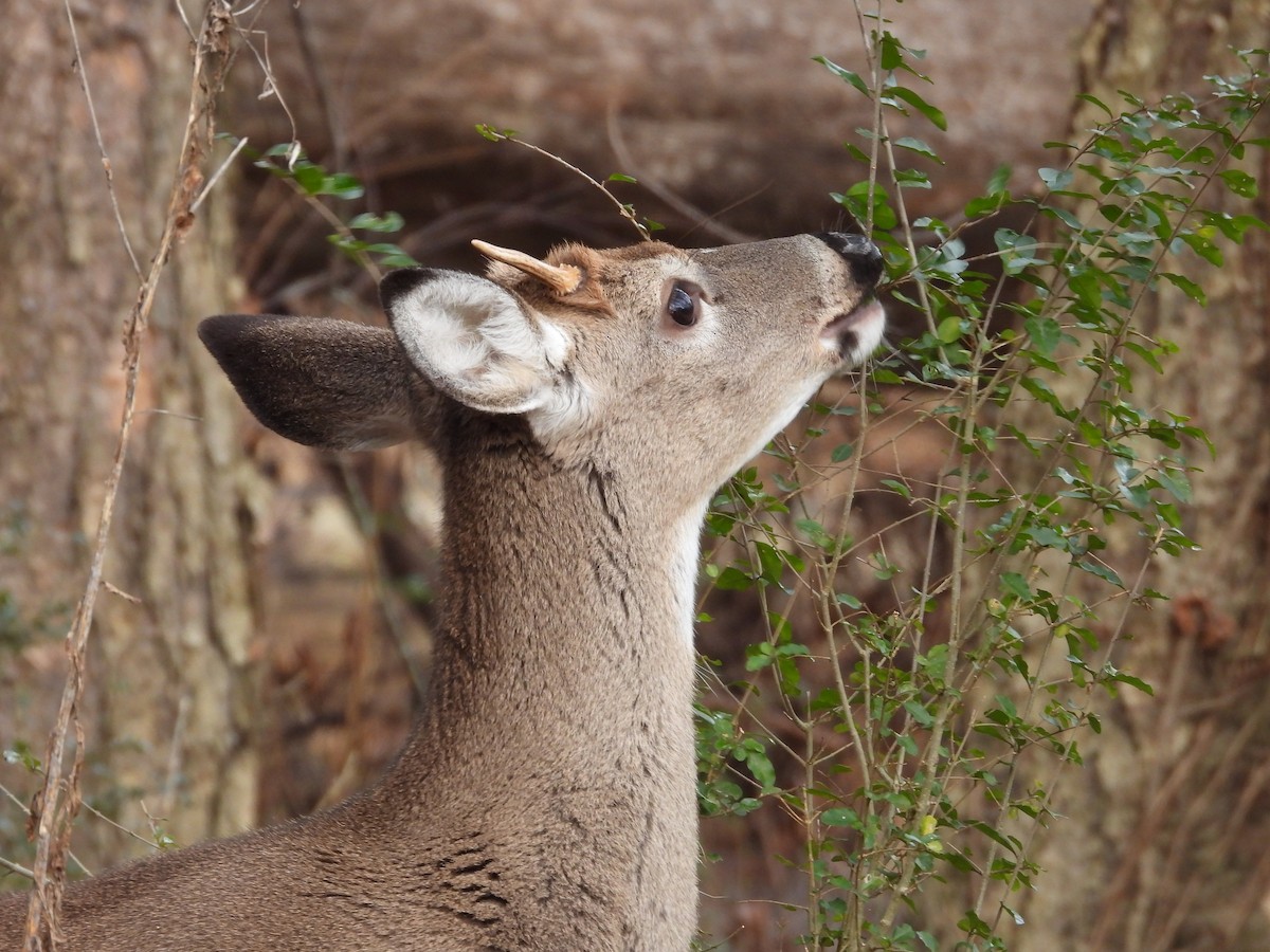 בעלי חיים - ML646693501
