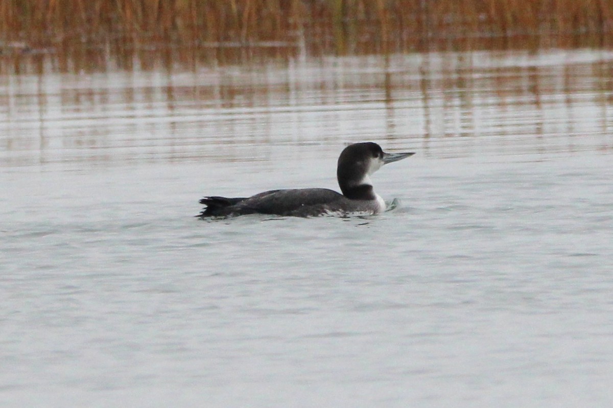 צוללן צפוני - ML646693505