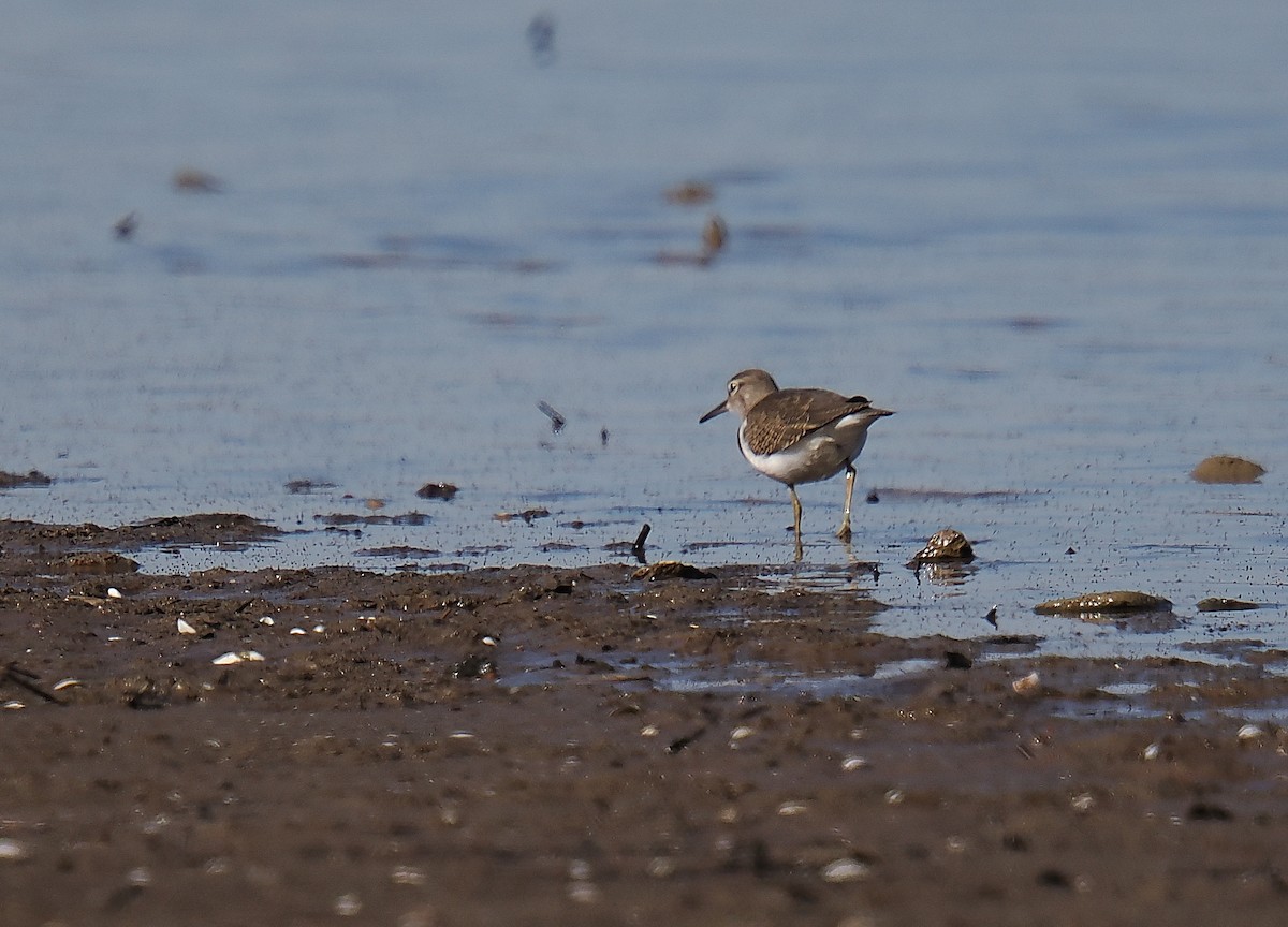 Common Sandpiper - ML646693507
