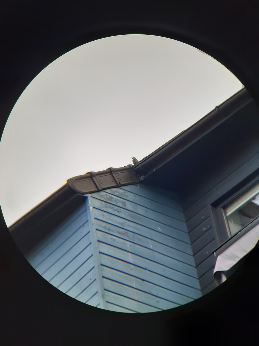 Хар тодол - ML646693508