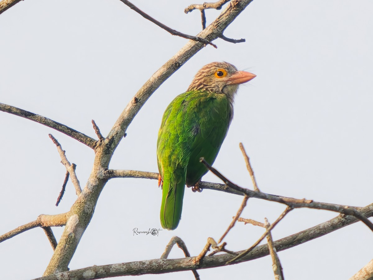 シロボシオオゴシキドリ - ML646693509