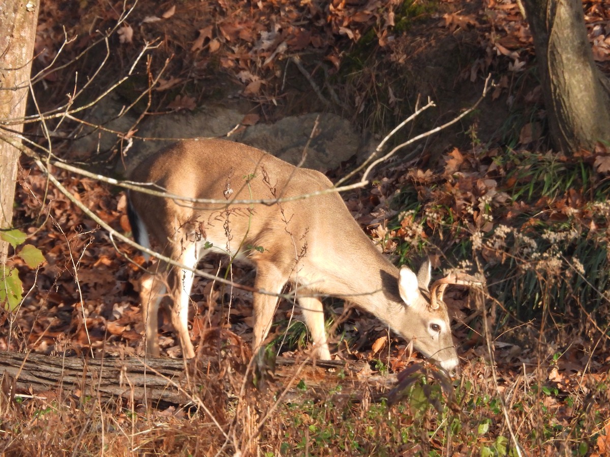 בעלי חיים - ML646693511