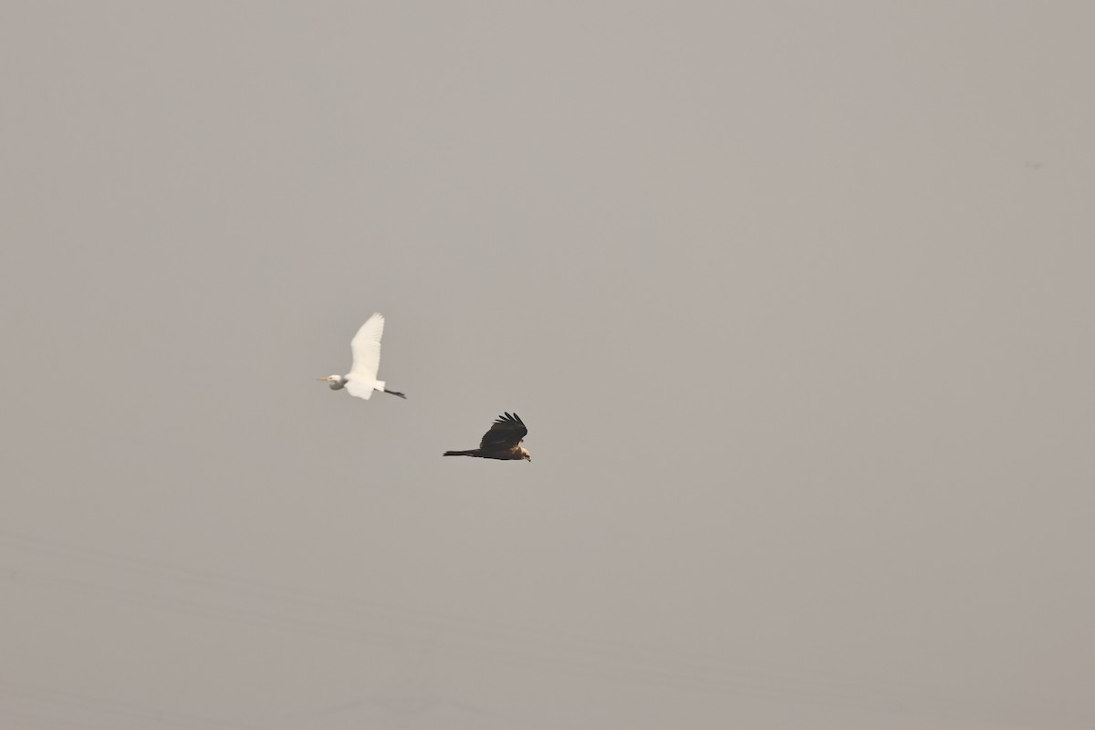 זרון סוף - ML646693513