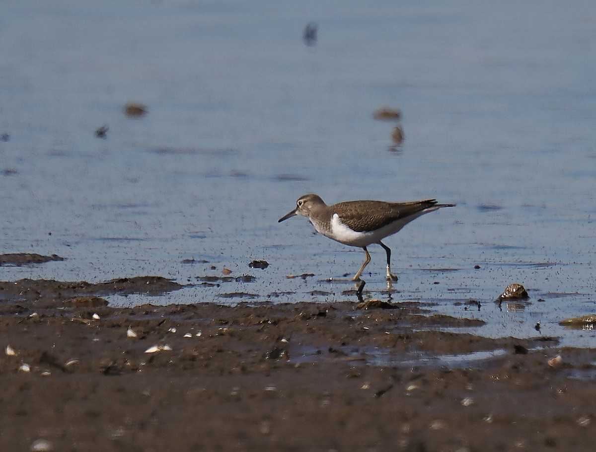 ביצנית לבנת-בטן - ML646693514