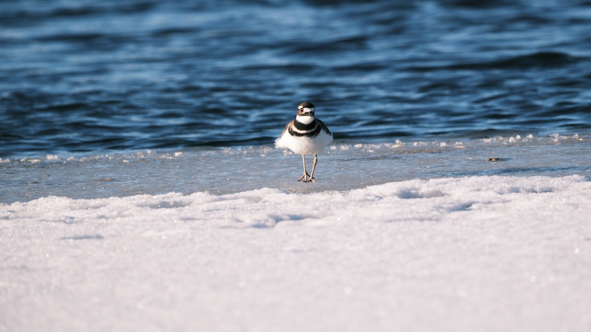 חופמי כפול-צווארון - ML646693519