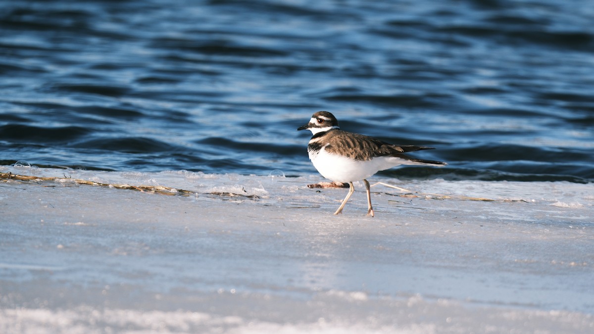 חופמי כפול-צווארון - ML646693520