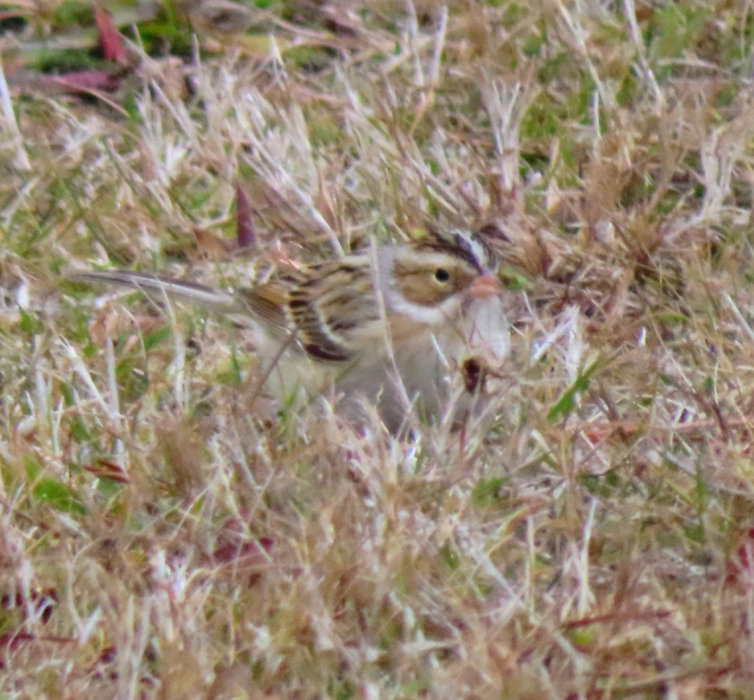 Бледная малая овсянка - ML646693522
