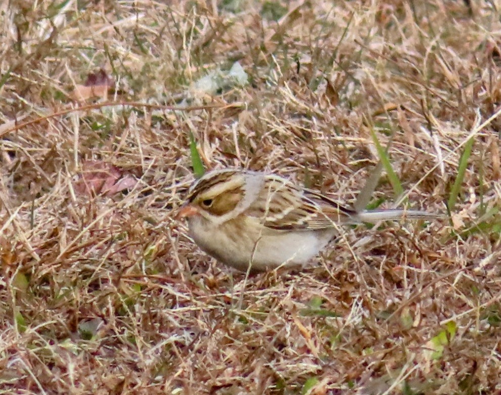 Бледная малая овсянка - ML646693523