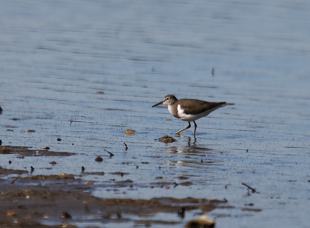 ביצנית לבנת-בטן - ML646693526