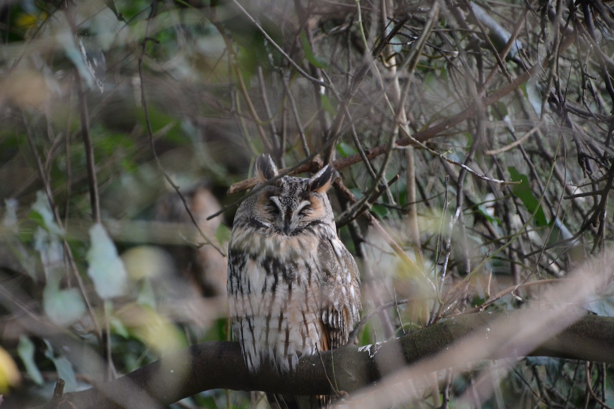 Long-eared Owl - ML646693528