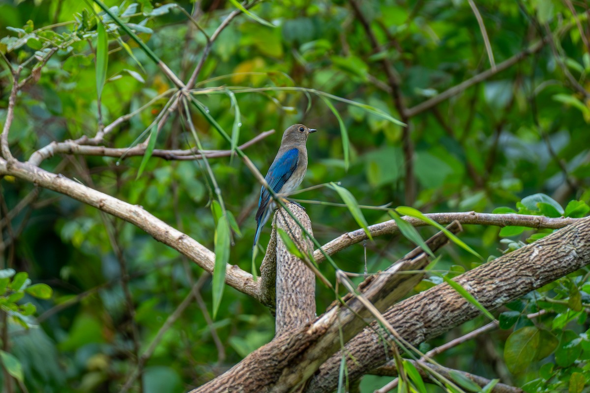 Blue-and-white Flycatcher - ML646693529