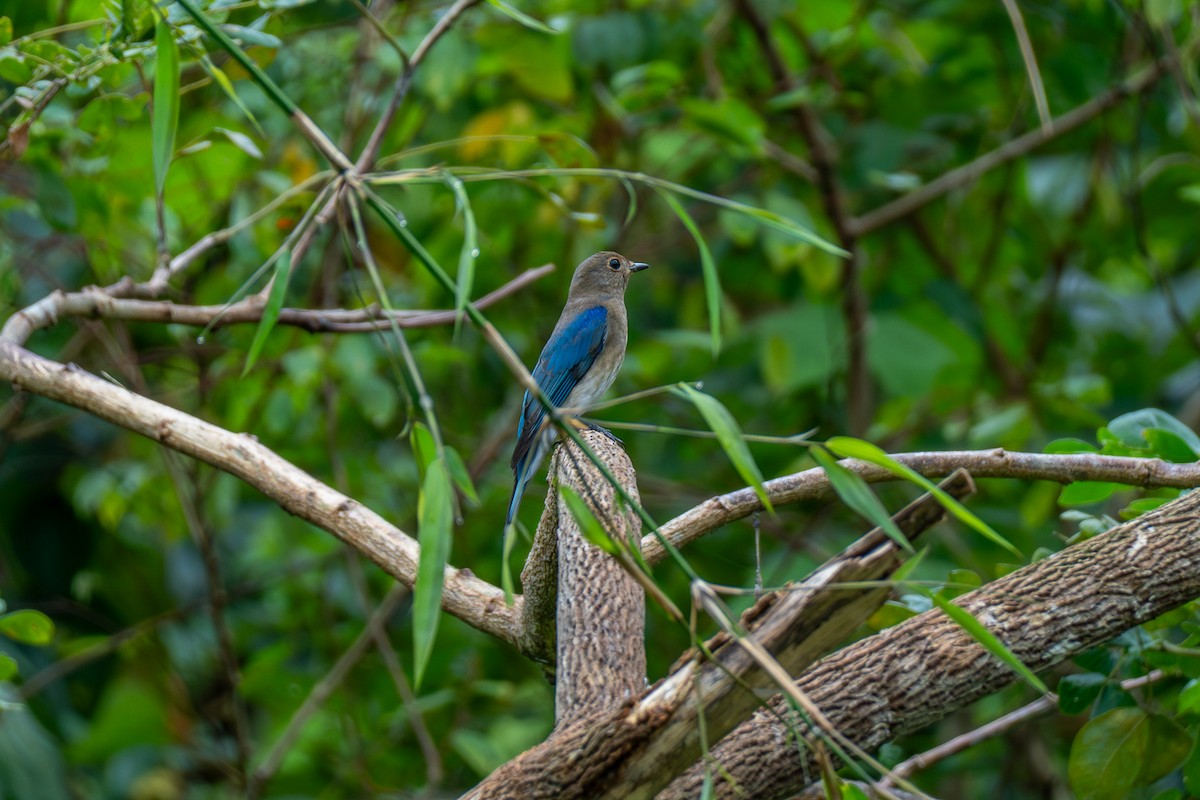 Blue-and-white Flycatcher - ML646693530