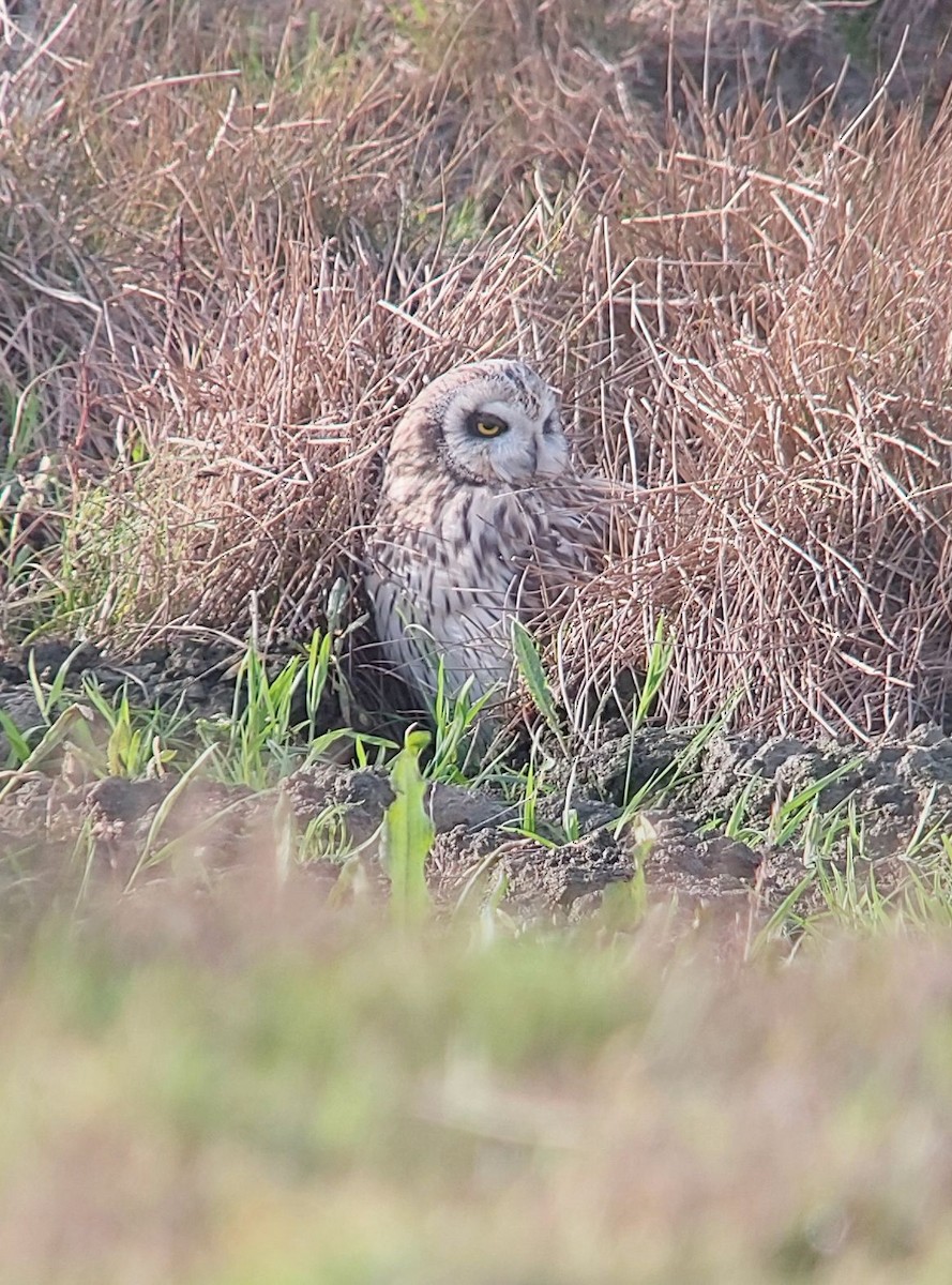 Short-eared Owl - ML646693532