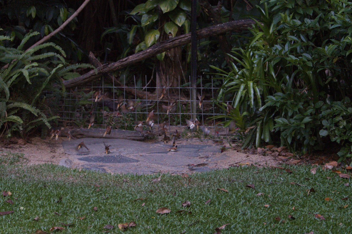 Chestnut-breasted Munia - ML646693533