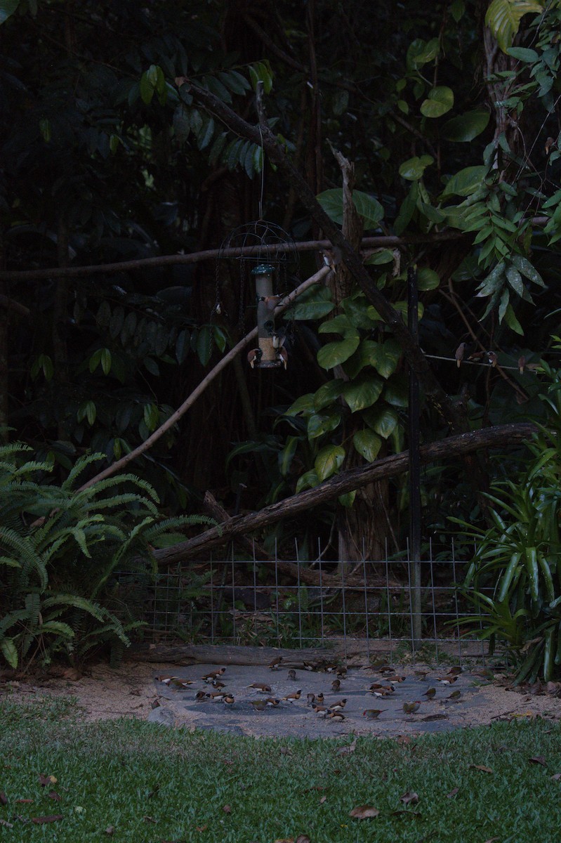 Chestnut-breasted Munia - ML646693534