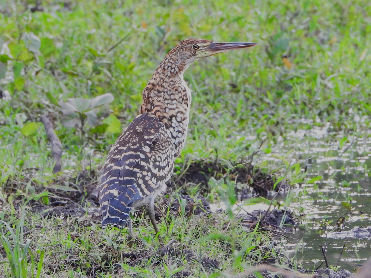 Rufescent Tiger-Heron - ML646693535