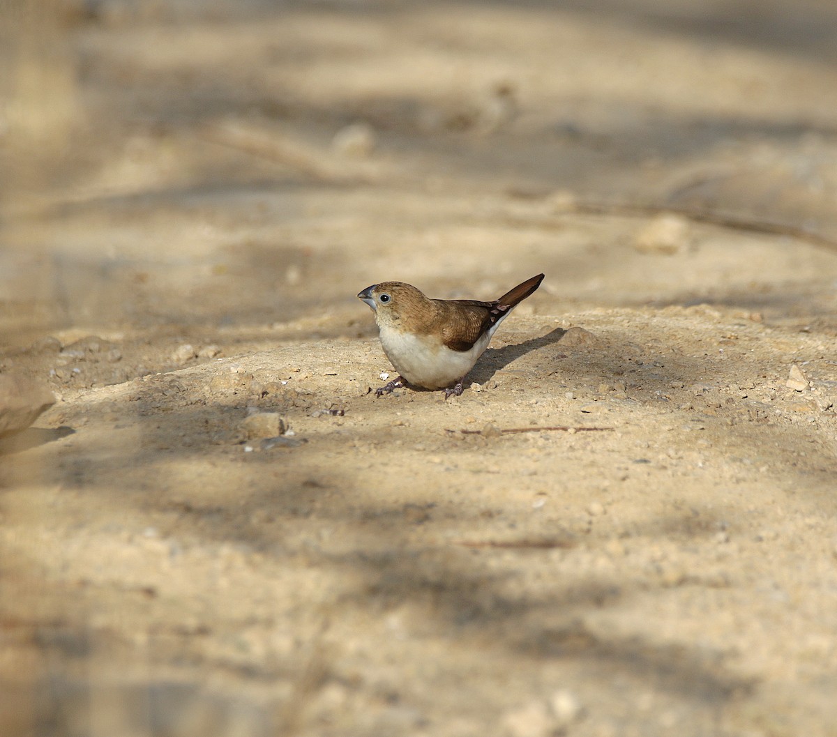 כסוף-מקור אפריקני - ML646693540
