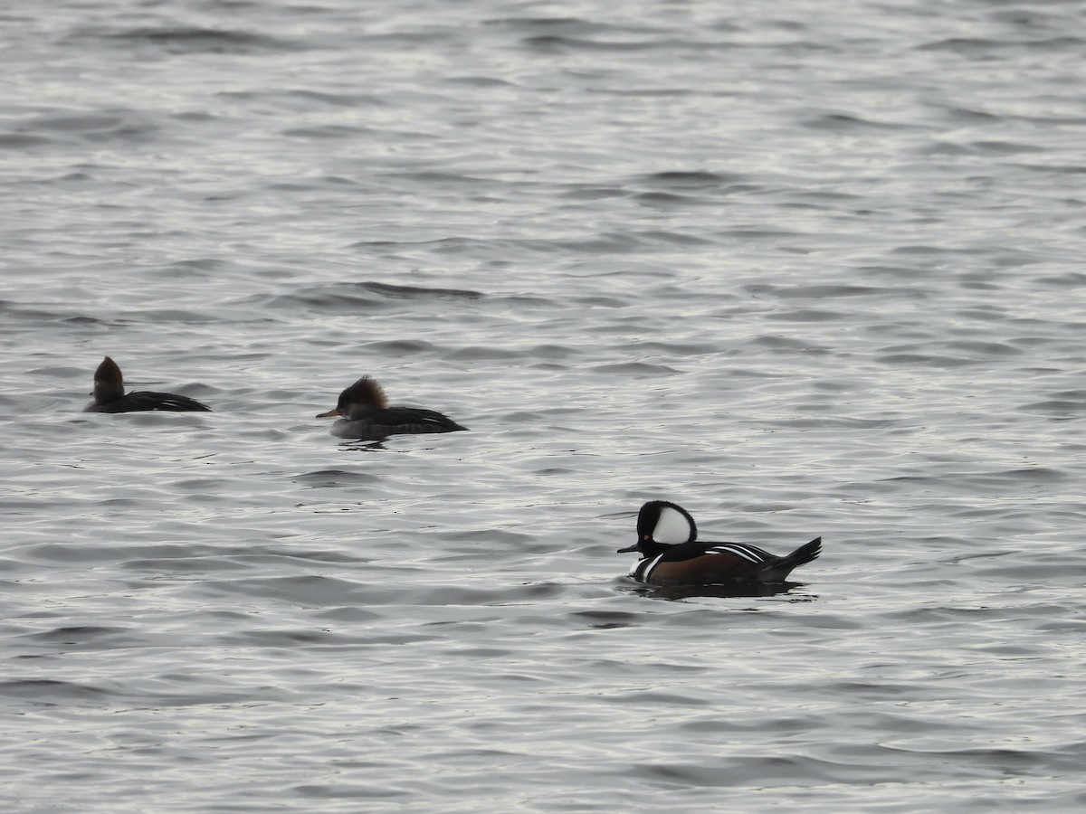 מרגון מקושט - ML646693542