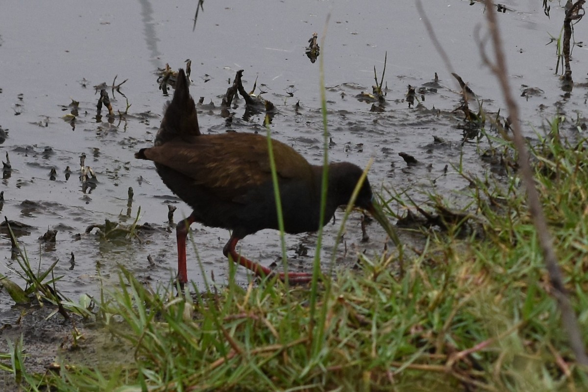 Kurşuni Sukılavuzu - ML646693543