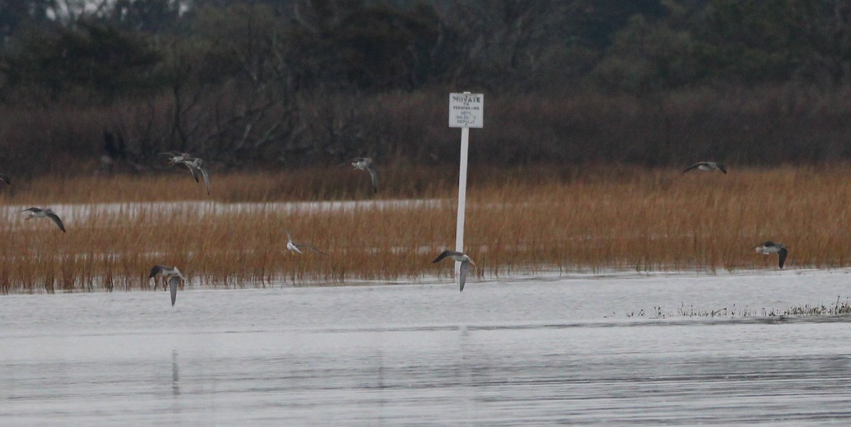 Greater Yellowlegs - ML646693550