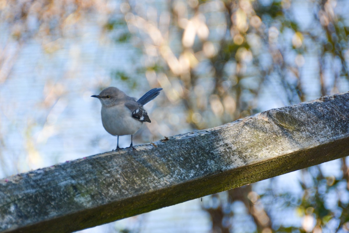 חקיינית צפונית - ML646693551