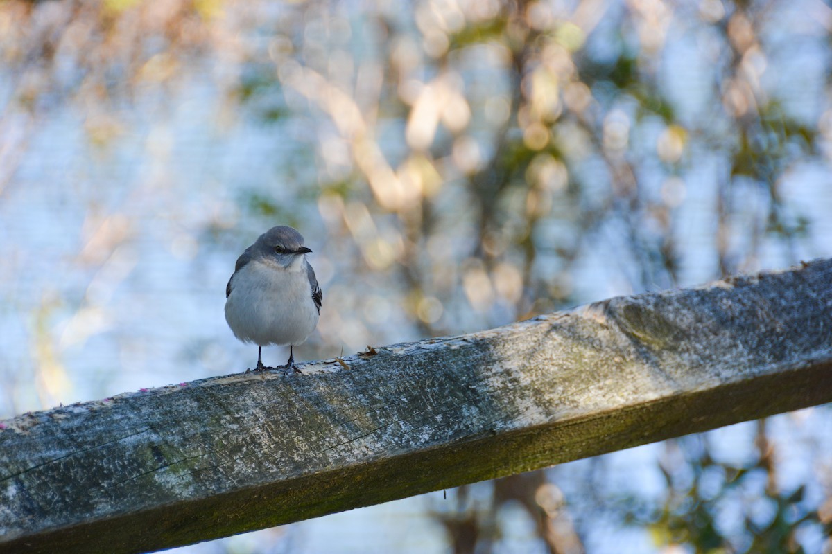 חקיינית צפונית - ML646693552