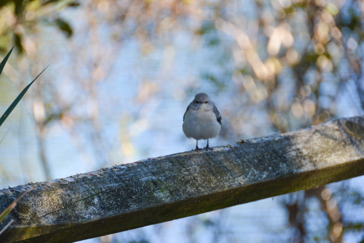 חקיינית צפונית - ML646693553