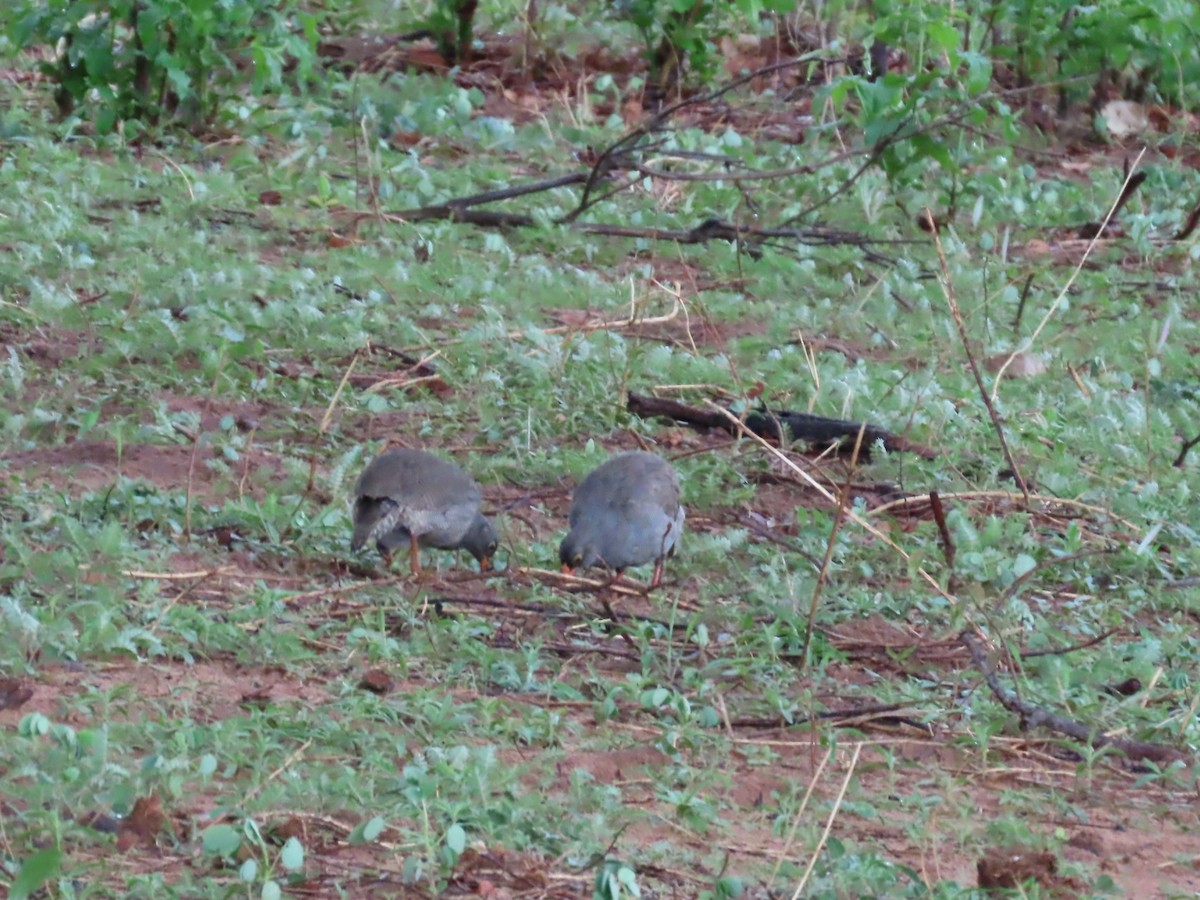 Red-billed Spurfowl - ML646693556