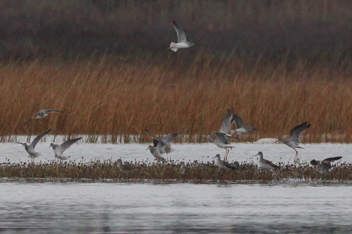 Greater Yellowlegs - ML646693557