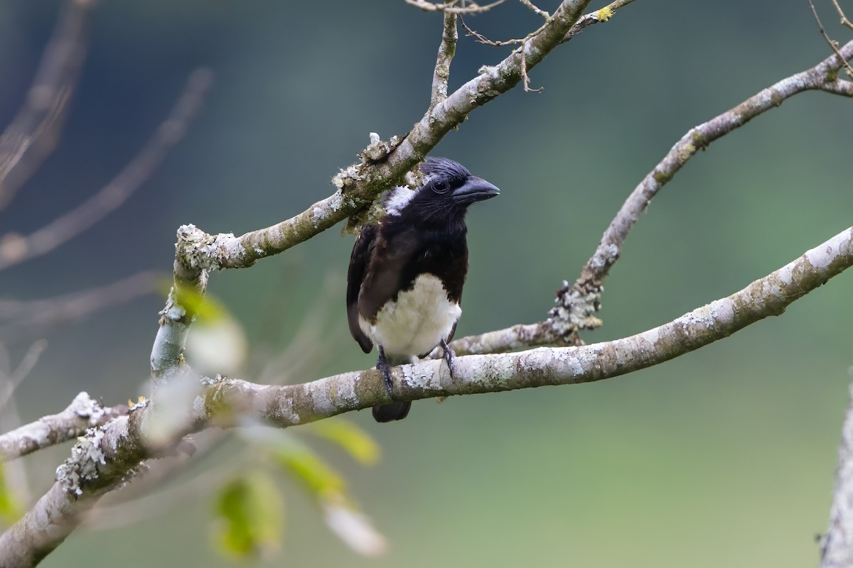 White-eared Barbet - ML646693559