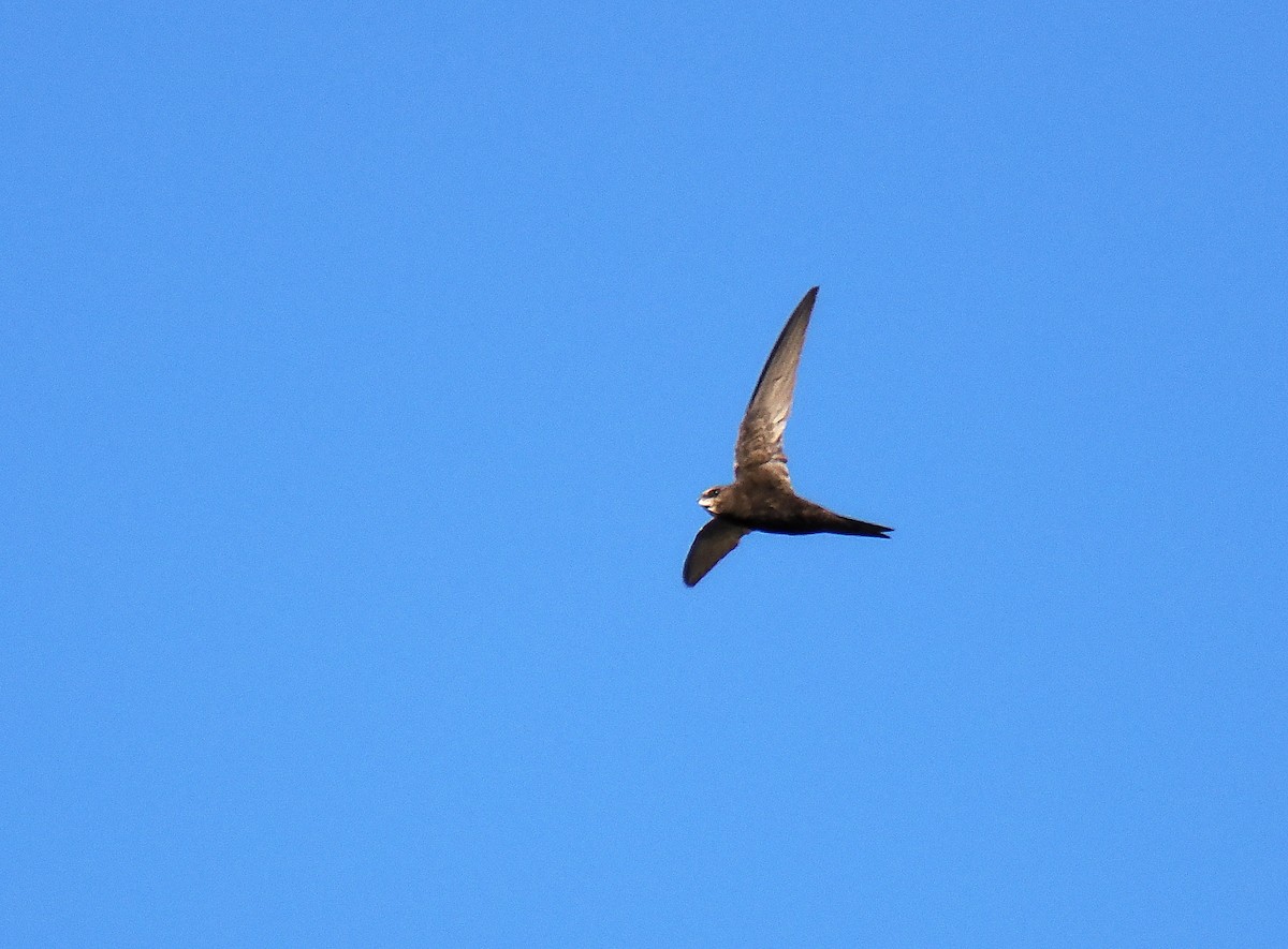 Common Swift - ML646693560