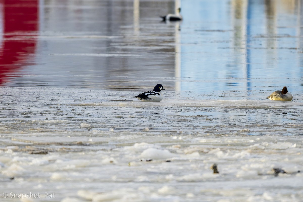 עבראש איסלנדי - ML646693565