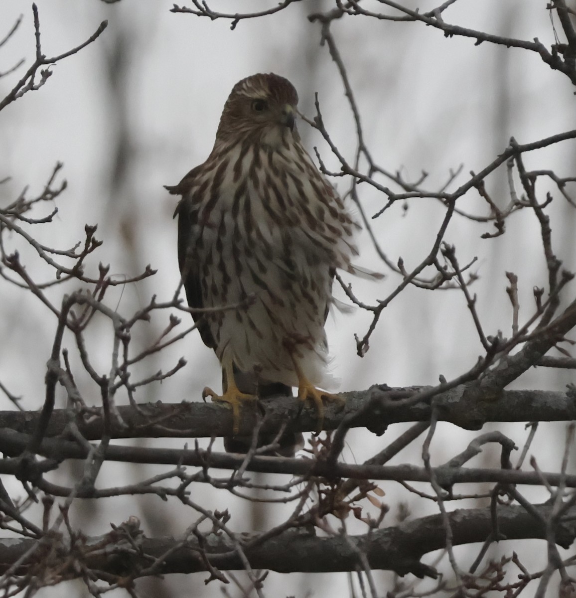 Cooper's Hawk - ML646693566