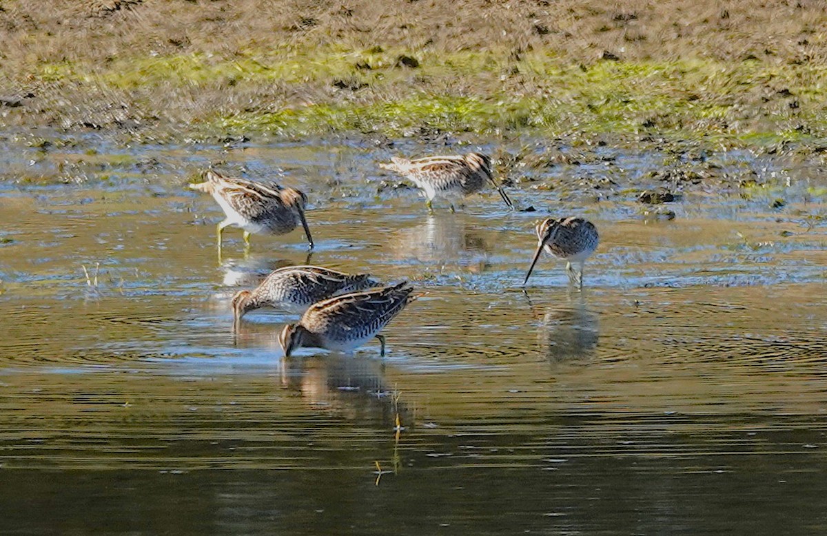 Wilson's Snipe - ML646693567
